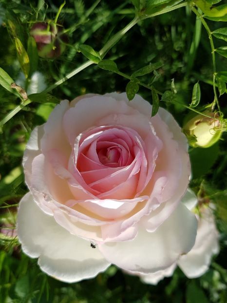 Eden rose - Trandafiri 20 Ii