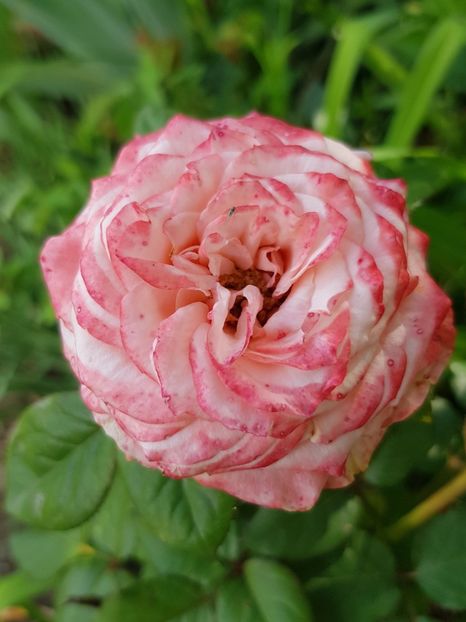 Nr.87 - Trandafiri 20 Ii