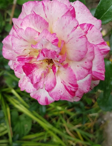 Camille pisaro - Trandafiri 20 Ii