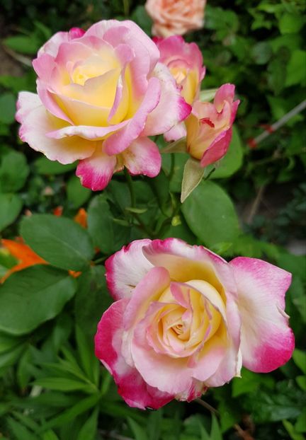 ? - Trandafiri 20 Ii