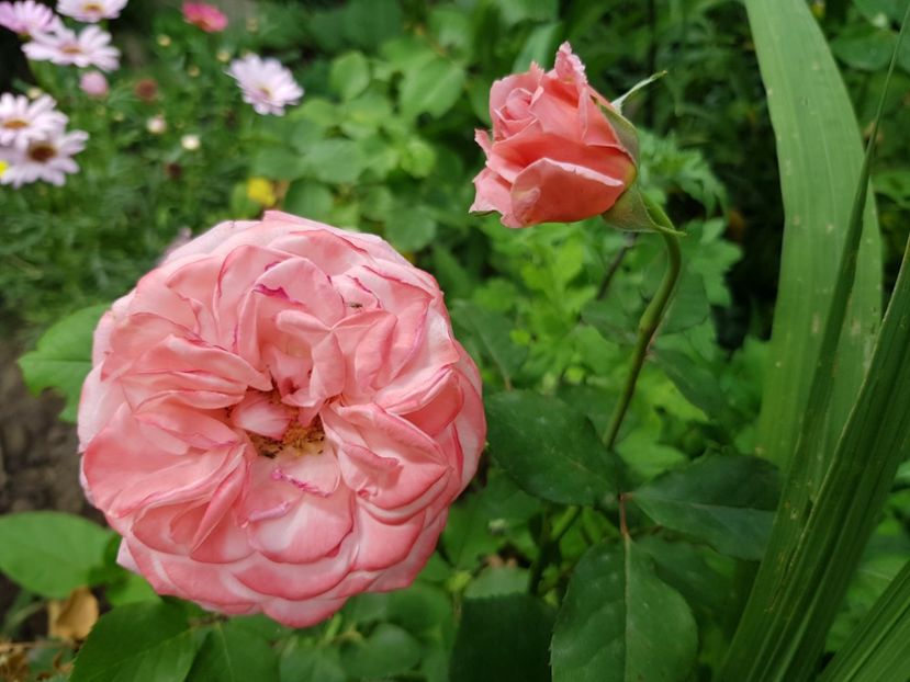 Laurent - Trandafiri 20 Ii