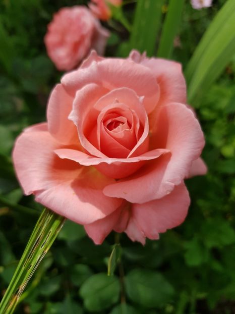 Laurent - Trandafiri 20 Ii