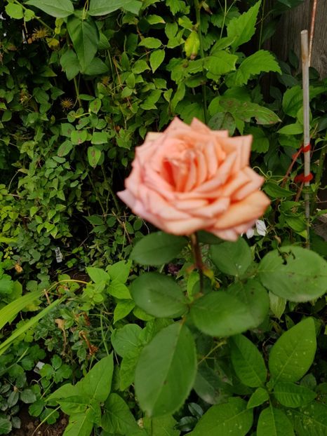 Nr. - Trandafiri 20 Ii