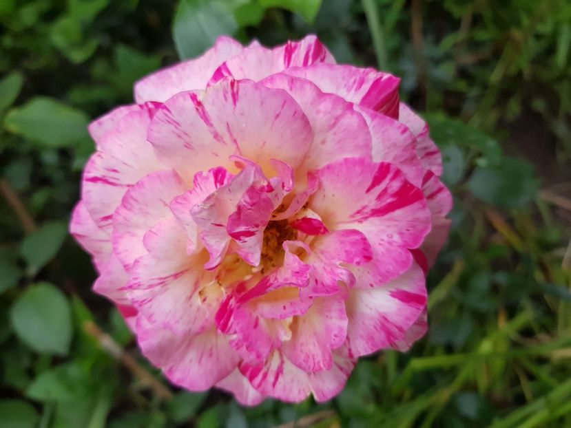 Camille - Trandafiri 20 Ii