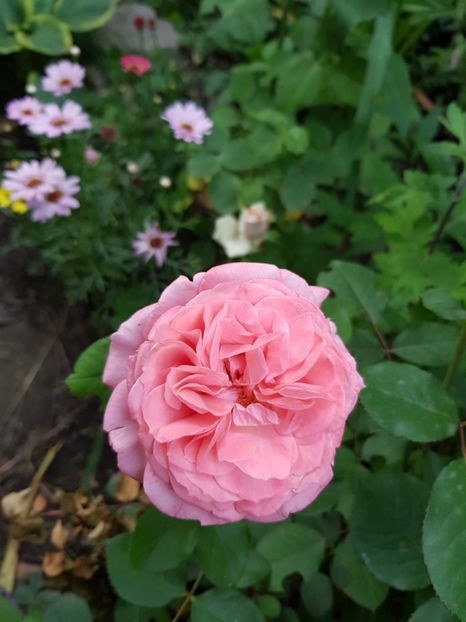 Laurent - Trandafiri 20 Ii