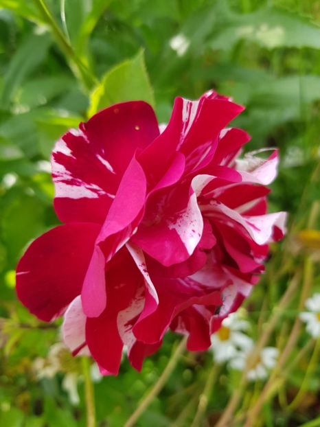 New imagine - Trandafiri 20 Ii