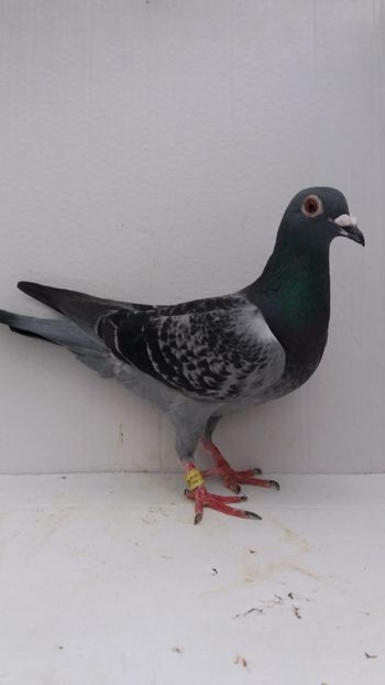 F 2019 vanduta - De! voiajori vanduti