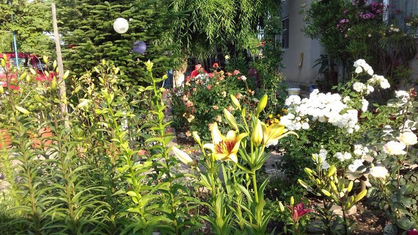  - Din spectacolul grădinii!