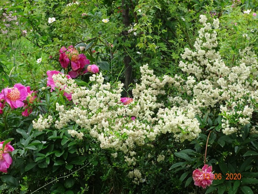 pyracantha Soleil d'Or - Dobarland 2020 3