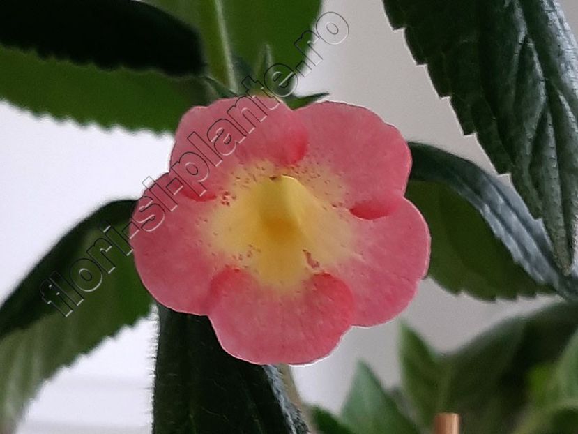 Achimenes BriD s Casandra - ACHIMENES III