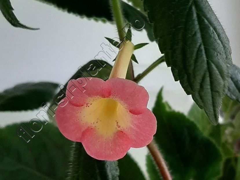 Achimenes BriD s Casandra - ACHIMENES III