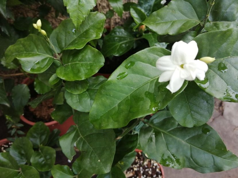  - Jasmin- Sambac - Gardenia
