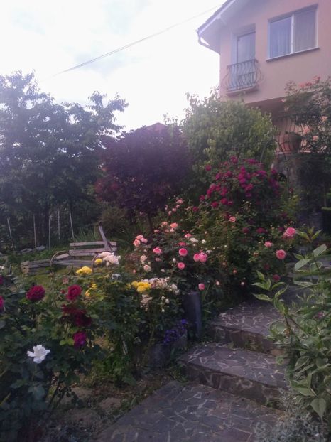  - Gradina iunie 2020