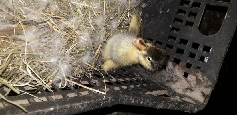  - 002 Rățuste 2020