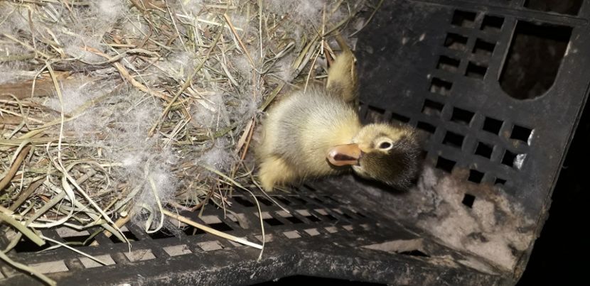  - 002 Rățuste 2020