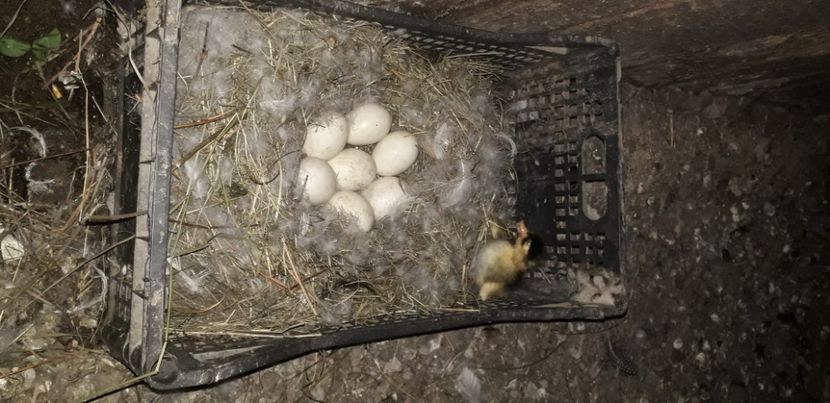  - 002 Rățuste 2020