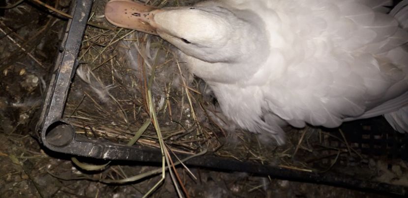  - 002 Rățuste 2020