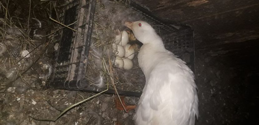  - 002 Rățuste 2020