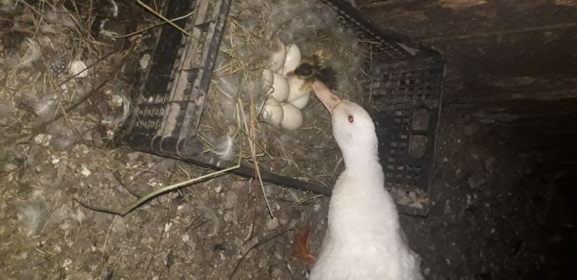  - 002 Rățuste 2020