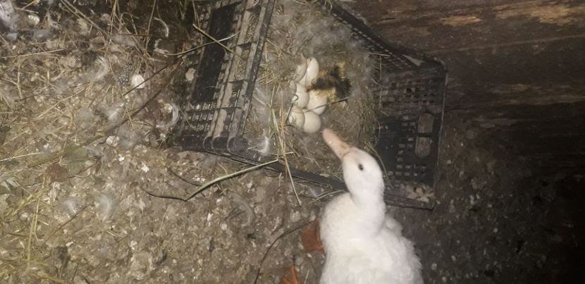  - 002 Rățuste 2020