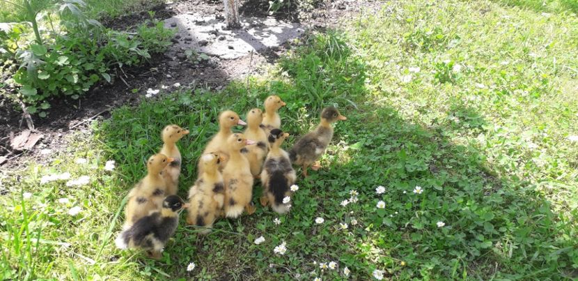 20200611_132210(0) - 002 Rățuste 2020