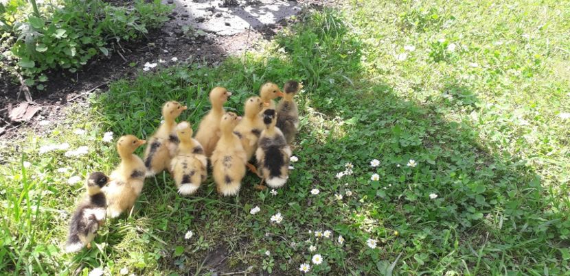  - 002 Rățuste 2020