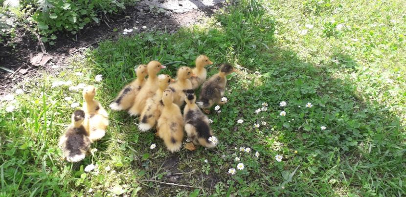 20200611_132209(0) - 002 Rățuste 2020