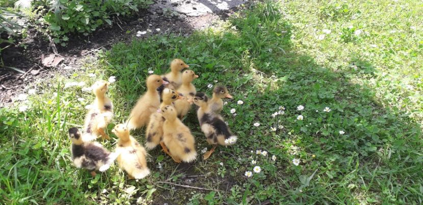  - 002 Rățuste 2020