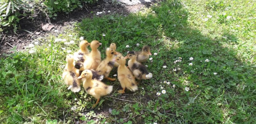 20200611_132208(0) - 002 Rățuste 2020