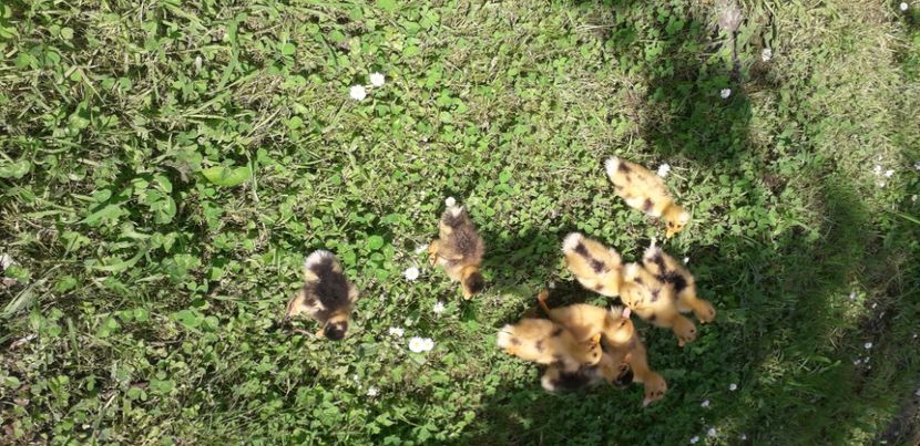 20200611_132201(1) - 002 Rățuste 2020