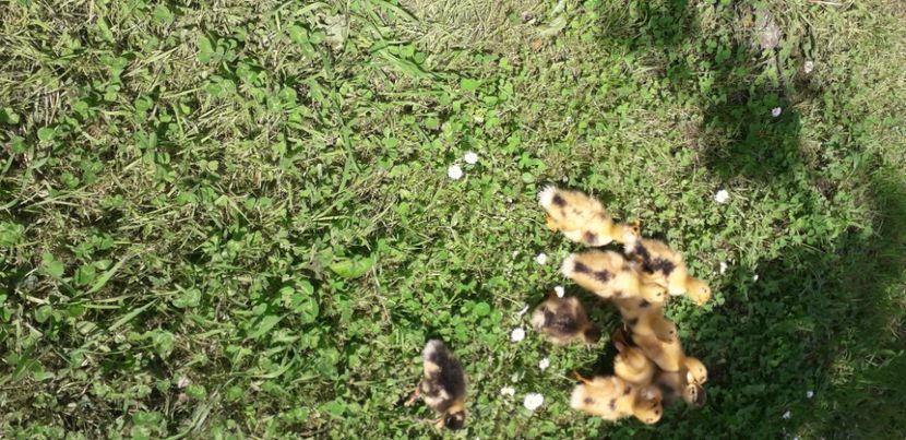  - 002 Rățuste 2020