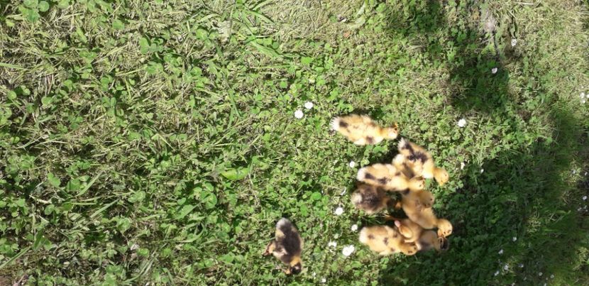 20200611_132200(0) - 002 Rățuste 2020