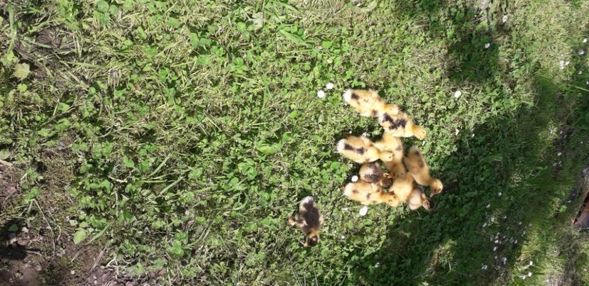  - 002 Rățuste 2020