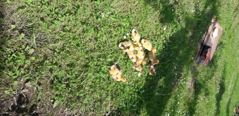  - 002 Rățuste 2020