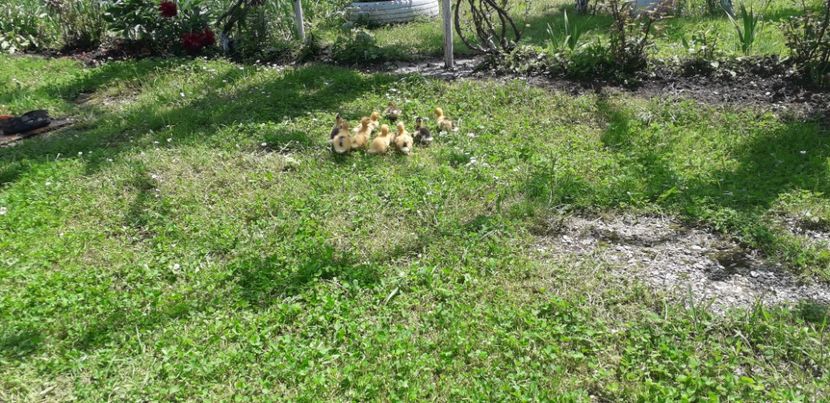  - 002 Rățuste 2020