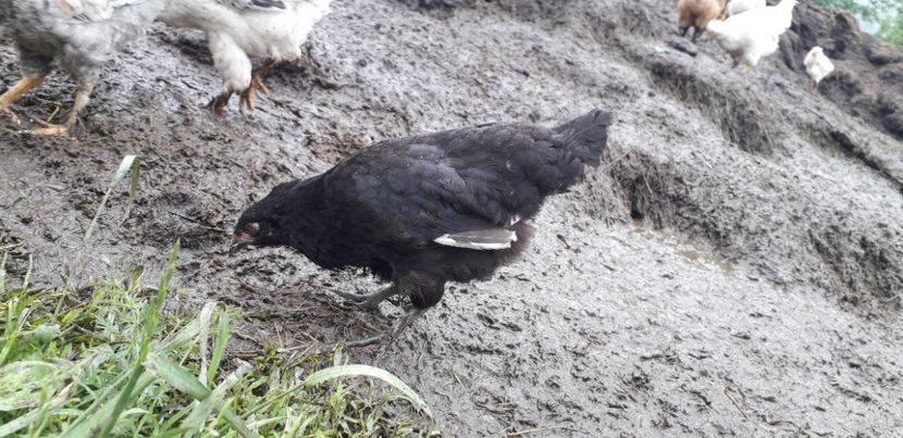 20200615_102516(0) - 002 Puiuți 2020