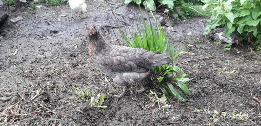 20200615_102421(0) - 002 Puiuți 2020