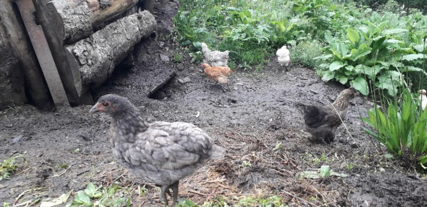 20200615_102406(1) - 002 Puiuți 2020