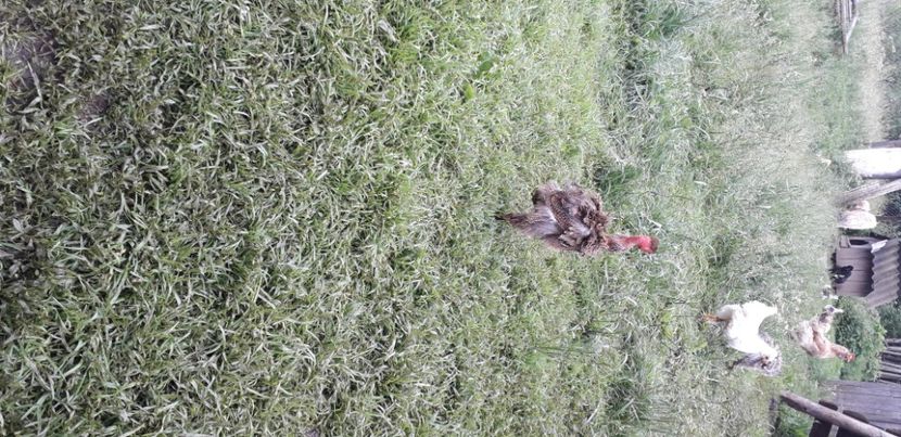 20200615_102234(0) - 002 Puiuți 2020