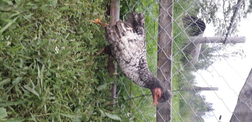 20200613_163823(0) - 002 Puiuți 2020