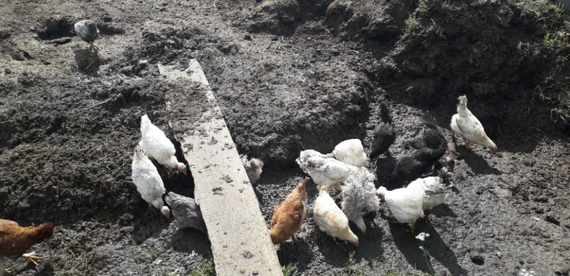 20200613_154820(0) - 002 Puiuți 2020