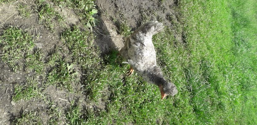 20200613_154131(0) - 002 Puiuți 2020