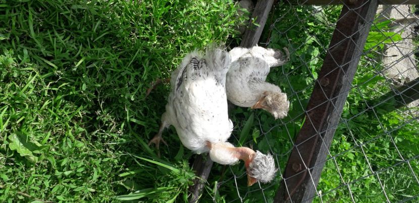 20200613_154107(0) - 002 Puiuți 2020