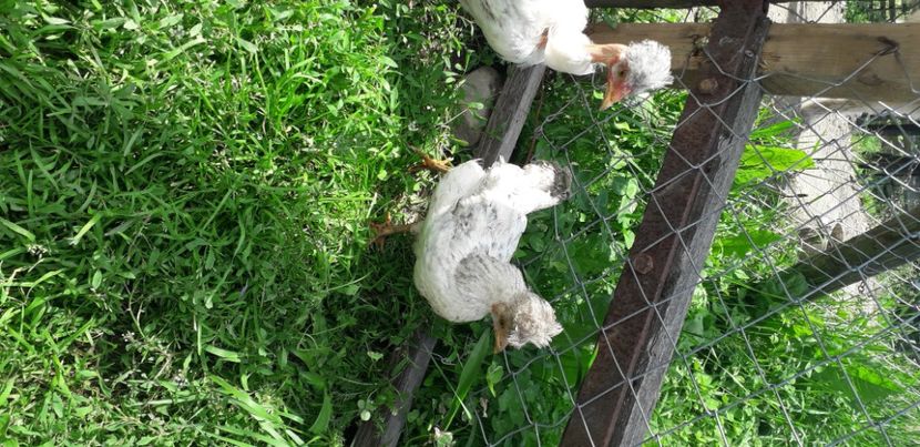 20200613_154106(0) - 002 Puiuți 2020