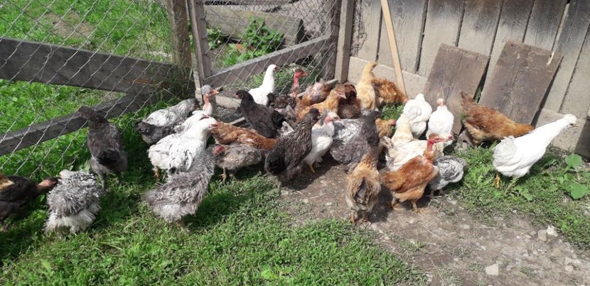 20200613_153713(0) - 002 Puiuți 2020