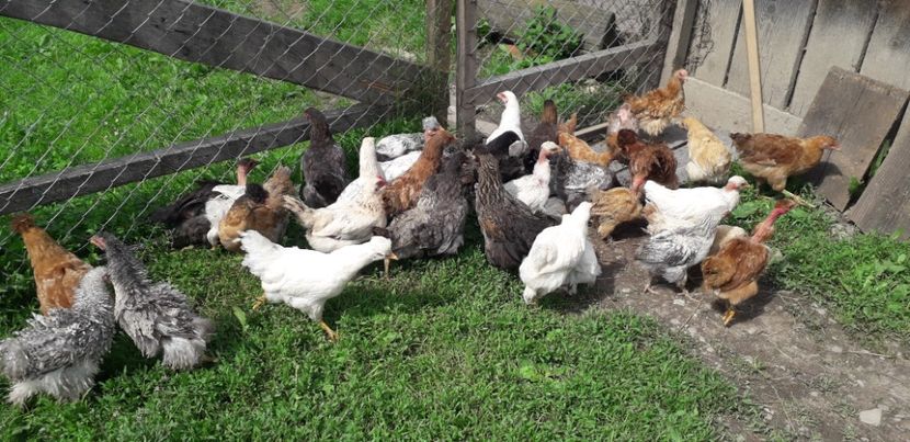 20200613_153710(1) - 002 Puiuți 2020