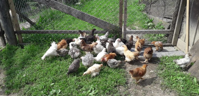 20200613_153705(0) - 002 Puiuți 2020