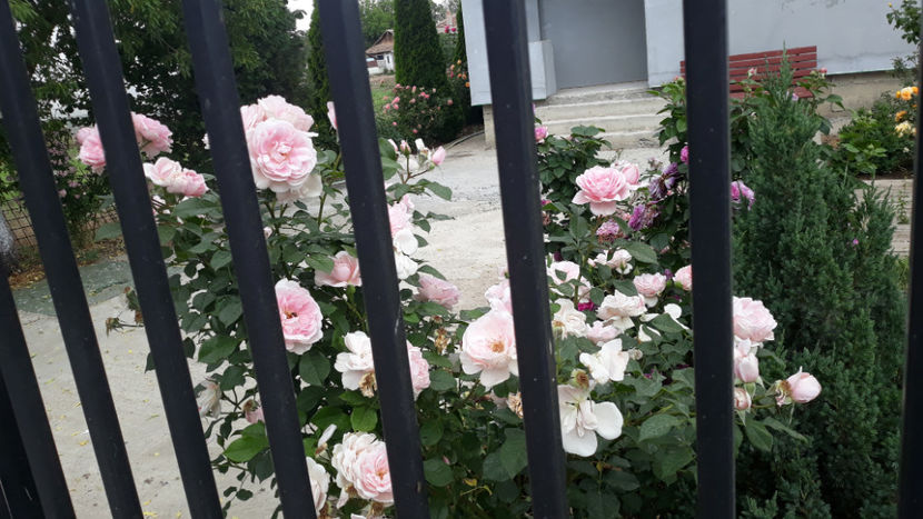  - Gradina si trandafirii 2020