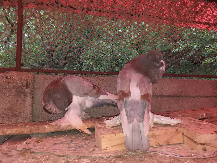 stânga mascul vândut Vingard(AB) - Porumbei VÂNDUȚI