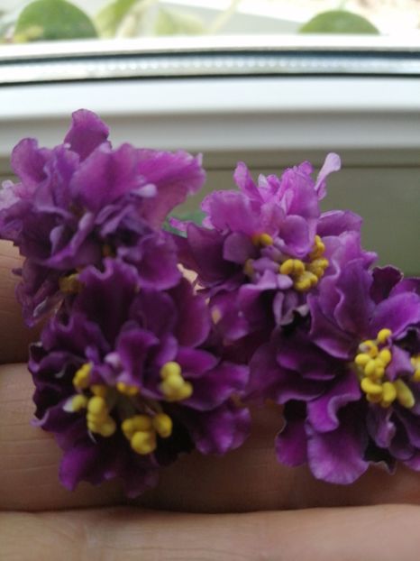  - Ajutor identificare violete